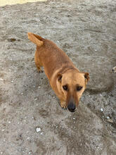 LAALAA, Hund, Mischlingshund in Portugal - Bild 3