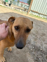 LAALAA, Hund, Mischlingshund in Portugal - Bild 4