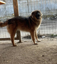 BLISS, Hund, Mischlingshund in Rumänien - Bild 5