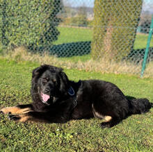 BALBEA, Hund, Mischlingshund in Hennef - Bild 3