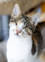 GRETA, Katze, Hauskatze in Türkei