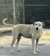 AMBER, Hund, Mischlingshund in Portugal - Bild 1