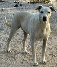 AMBER, Hund, Mischlingshund in Portugal - Bild 2