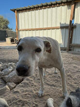 AMBER, Hund, Mischlingshund in Portugal - Bild 3