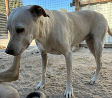 AMBER, Hund, Mischlingshund in Portugal - Bild 5