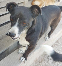 LOTTA, Hund, Mischlingshund in Portugal - Bild 2