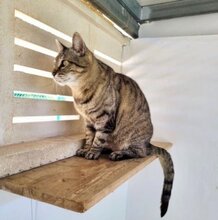 DORI, Katze, Europäisch Kurzhaar in München