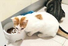 BARNEY, Katze, Europäisch Kurzhaar in München