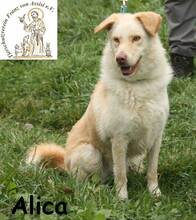 ALICA, Hund, Mischlingshund in Bosnien und Herzegowina