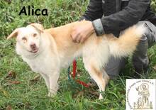 ALICA, Hund, Mischlingshund in Bosnien und Herzegowina - Bild 3