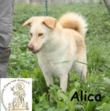 ALICA, Hund, Mischlingshund in Bosnien und Herzegowina - Bild 4