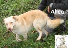 ALICA, Hund, Mischlingshund in Bosnien und Herzegowina - Bild 6