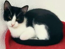 BORIS, Katze, Europäisch Kurzhaar in München