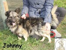 JOHNNY, Hund, Mischlingshund in Bosnien und Herzegowina