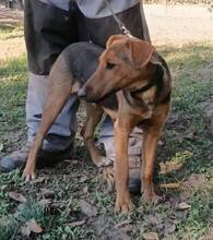 RICKY, Hund, Mischlingshund in Ungarn - Bild 4