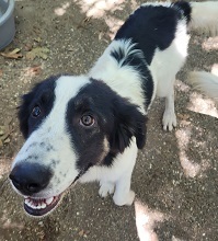 PORTHOS, Hund, Deutscher Schäferhund-Mix in Griechenland - Bild 1