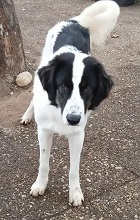 PORTHOS, Hund, Deutscher Schäferhund-Mix in Griechenland - Bild 2