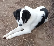 PORTHOS, Hund, Deutscher Schäferhund-Mix in Griechenland - Bild 3