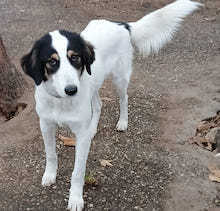 DUMAS, Hund, Deutscher Schäferhund-Mix in Griechenland - Bild 1