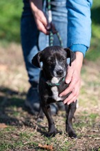 VALETTA, Hund, Mischlingshund in Ungarn