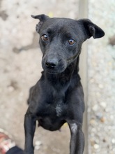 BETTY, Hund, Mischlingshund in Ungarn