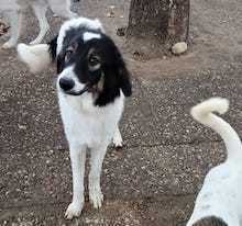 DARTAGNAN, Hund, Deutscher Schäferhund-Mix in Griechenland - Bild 1