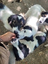 DARTAGNAN, Hund, Deutscher Schäferhund-Mix in Griechenland - Bild 4