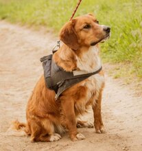 SOCKY, Hund, Mischlingshund in Ungarn - Bild 2