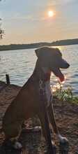 BULLY, Hund, Mischlingshund in Gransee - Bild 3