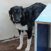 CONSTANZE, Hund, Deutscher Schäferhund-Mix in Griechenland - Bild 1