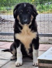 CONSTANZE, Hund, Deutscher Schäferhund-Mix in Griechenland - Bild 3