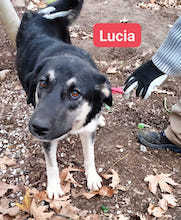 LUCIA, Hund, Mischlingshund in Griechenland - Bild 6