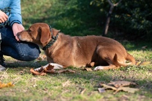 NEON, Hund, Mischlingshund in Ungarn