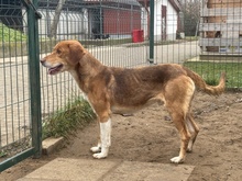 NEON, Hund, Mischlingshund in Ungarn - Bild 13