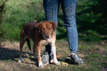 NEON, Hund, Mischlingshund in Ungarn - Bild 18