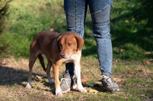 NEON, Hund, Mischlingshund in Ungarn - Bild 19