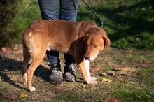 NEON, Hund, Mischlingshund in Ungarn - Bild 21