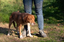 NEON, Hund, Mischlingshund in Ungarn - Bild 22