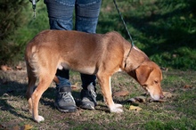 NEON, Hund, Mischlingshund in Ungarn - Bild 23