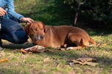 NEON, Hund, Mischlingshund in Ungarn - Bild 24