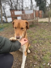 NEON, Hund, Mischlingshund in Ungarn - Bild 3