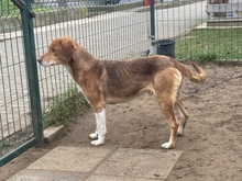 NEON, Hund, Mischlingshund in Ungarn - Bild 5