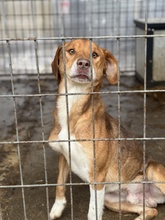 NEON, Hund, Mischlingshund in Ungarn - Bild 6