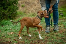 MORTICIA, Hund, Mischlingshund in Ungarn - Bild 11