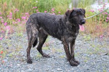 ZOZO, Hund, Labrador-Mix in Lohra-Reimershausen - Bild 1