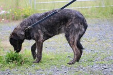 ZOZO, Hund, Labrador-Mix in Lohra-Reimershausen - Bild 2