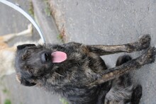 ZOZO, Hund, Labrador-Mix in Lohra-Reimershausen - Bild 3