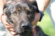 ZOZO, Hund, Labrador-Mix in Lohra-Reimershausen - Bild 4