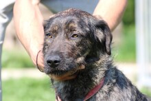 ZOZO, Hund, Labrador-Mix in Lohra-Reimershausen - Bild 5