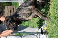 ZOZO, Hund, Labrador-Mix in Lohra-Reimershausen - Bild 6